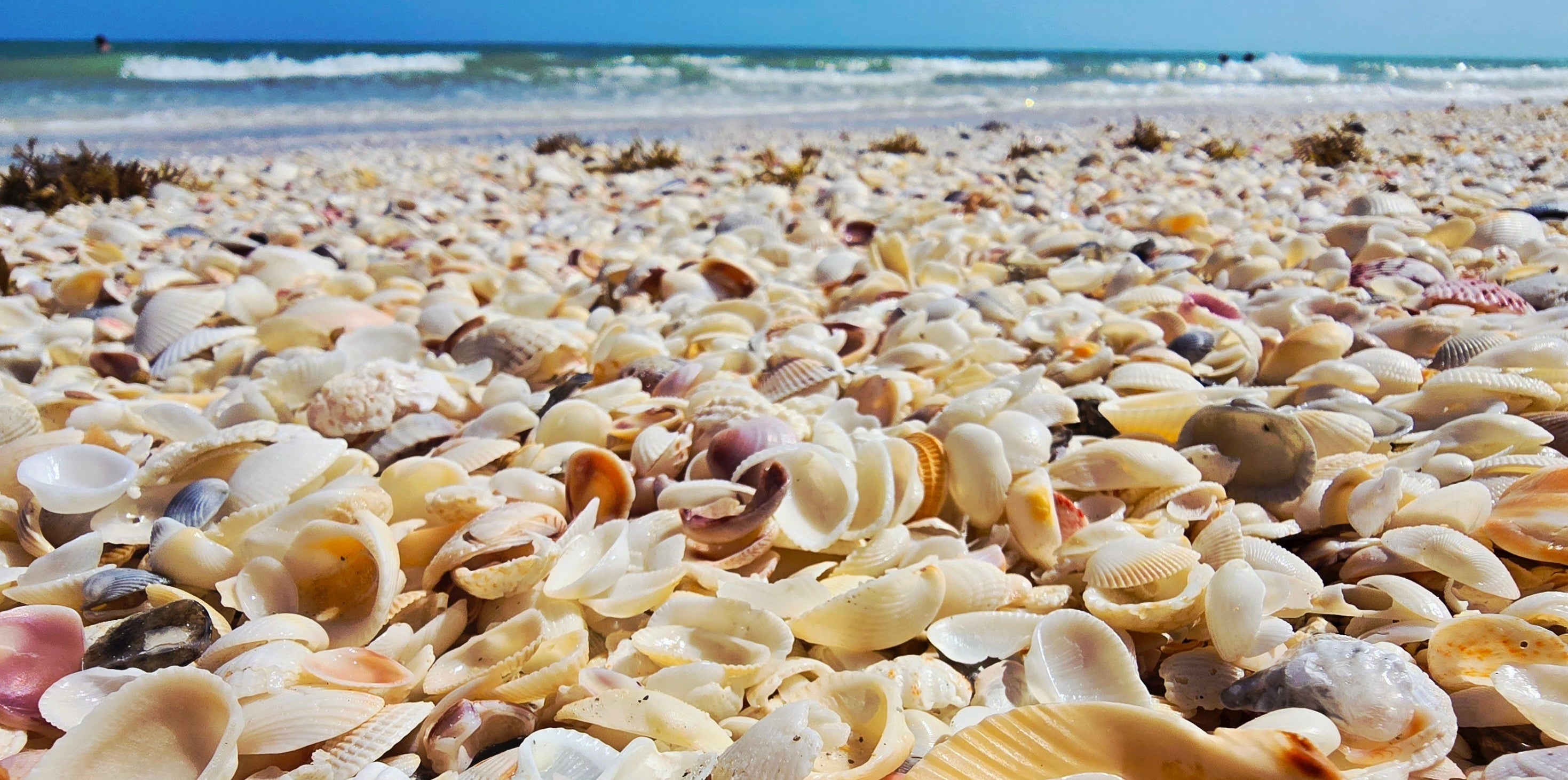 Scattered seashells on a beach with ocean waves in the background